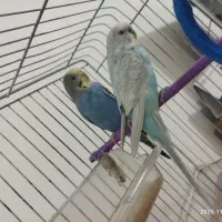 یک جفت مرغ عشق بازی گوش