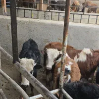 گوساله گیلدورگ در وزن ۱۰۰ و ۱۵۰ کیلو|حیوانات مزرعه|پیشوا, |دیوار