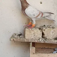 کبوتر در پرنده