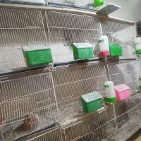 قفس ۴۰در۶۰|لوازم جانبی حیوانات|چناران, |دیوار