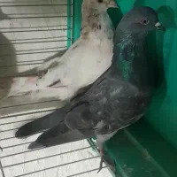 کبوتر|پرنده|محمدشهر, جعفرآباد|دیوار