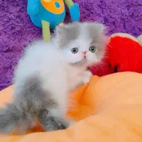 بچه گربه پرشین اگزوتیک مینیاتوری