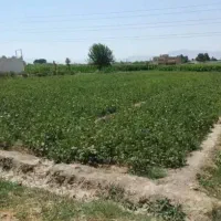 فروش زمین کشاورزی