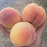 فروش عمده و خرده نهال|خدمات باغبانی و درختکاری|رشت, بازار|دیوار