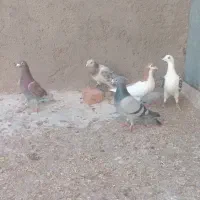 کبوتر پرشی وحشی