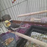 عروس هلندی نر