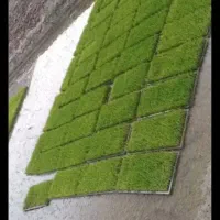 برنج کامفیروزی درجه یک به شرط پخت|خوردنی و آشامیدنی|شیراز, حومه شیراز|دیوار