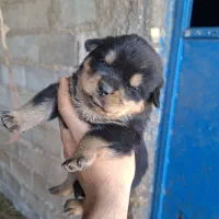 سگ توله روتوایلر