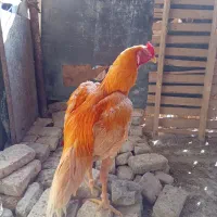 خروس لاری