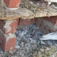 توقی اصل کاکلی نر قیمت مفته