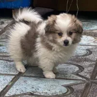 سگ ماده|سگ|نی‌ریز, |دیوار