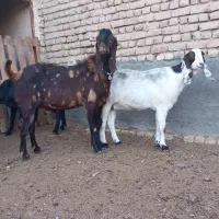 فروش،معاوضه10راس بزپاکستانی،درشت،سنگین وزن،3قلوزا