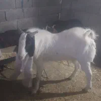 پازن|حیوانات مزرعه|بختگان, |دیوار