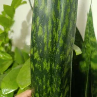 گل سانسوریا پوست ماری اصیل سایز بزرگ|گل و گیاه طبیعی|تهران, حشمتیه|دیوار