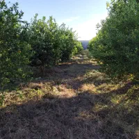 باغچه شهرک پیروزی