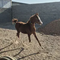 فروش|اسب و تجهیزات اسب‌سواری|فلاورجان, |دیوار