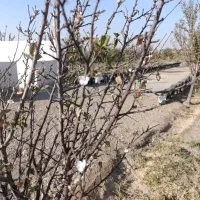 فروش زمین کشاورزی