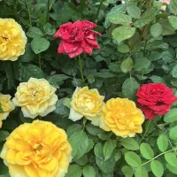 گل رز هلندی گلدانی