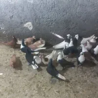 حیون جوانه پرشی