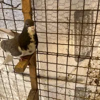 کفتر گرفتنی زرنگ|پرنده|شیراز, گلشن|دیوار
