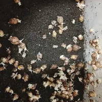 جوجه حلزون آچاتینا  و آچاتینا آلبینو سوپر مولد