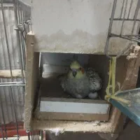 عروس هلندی جفت