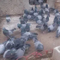 کبوتر پرشی