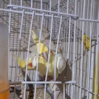 عروس هلندی لوتینو با جوجه لوازم