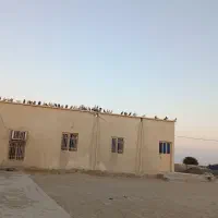 کبوتردارم بیاببر تعداد بالا ارزون میدم