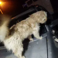 شیتزو|سگ|یاسوج, |دیوار