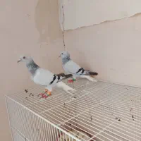کفتر دم سفید