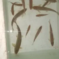 ماهی زنده قنات