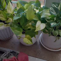 گل های شاداب|گل و گیاه طبیعی|ابهر, |دیوار