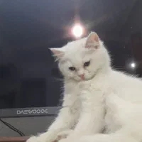 گربه بریتیش و اسکاتیش|گربه|تهران, راه آهن|دیوار