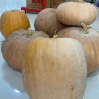 کدو