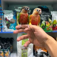 طوطی گرینچیک در انواع سایز و رنگ