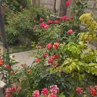 رهن باغ ویلا لاکچری با لوازم|اجارهٔ خانه و ویلا|رباط‌کریم, پیغمبر|دیوار