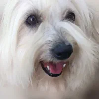 ی قلاده سگ پا کوتاه