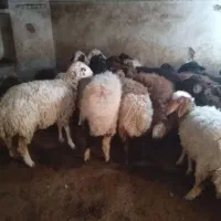 فروش ۱۸راس بره ماده
