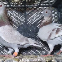 کبوتر مسافتی قورگی فیلی|پرنده|مینودشت, |دیوار