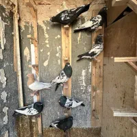 ۸ تا کفتر کله سینه پرشی|پرنده|مشهد, رضاشهر|دیوار