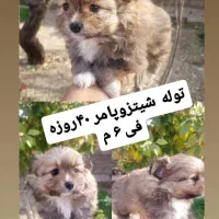 سگ آپارتمانی