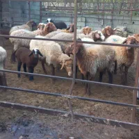 ۱۰ راس میش آبستن