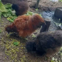 فروش مرغ خروس ابریشمی|حیوانات مزرعه|قم, زنبیل آباد|دیوار