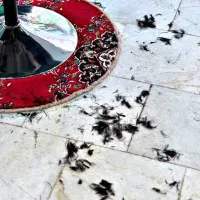 نیازمند همکار آرایشگر و کافه دار