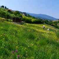 فروش-زمین-باغی-زیبا-اینده-دار