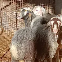 بره درجه یک