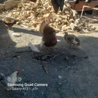 بوقلمون نر وماده یه جفت|حیوانات مزرعه|هیدوچ, |دیوار