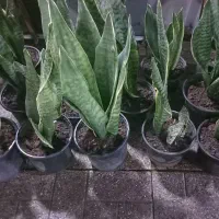 حراج حراج انواع گل