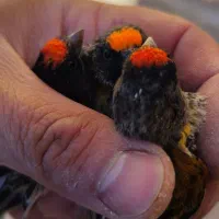 گلبسر نر و ماده و جوجه